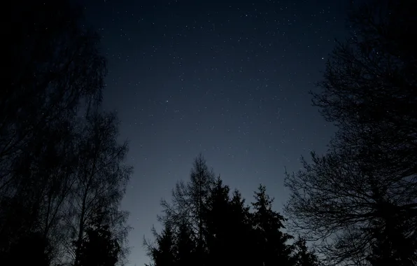 Picture forest, the sky, stars, trees, night, nature