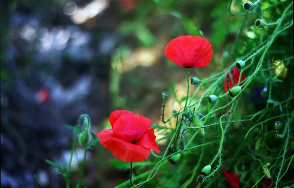 Picture Spring, Spring, Red poppies, Red poppy