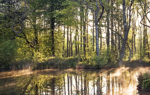 The sun, light, trees, river, shore, foliage, shrub