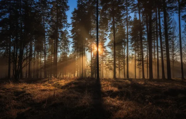 Forest, trees, Sweden, sunlight