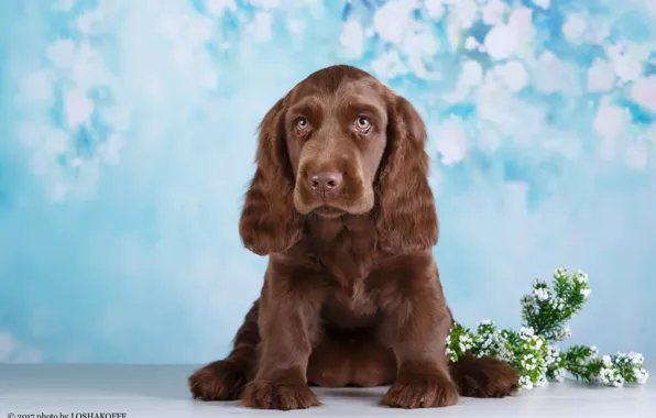 Picture flowers, background, dog, bokeh