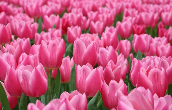 Picture pink, tulips, a lot