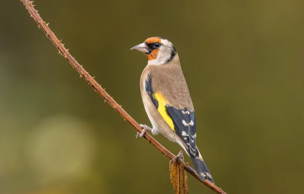 Picture bird, branch, goldfinch