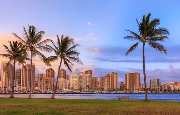 Picture sea, the sky, grass, clouds, bench, tropics, palm trees, lawn