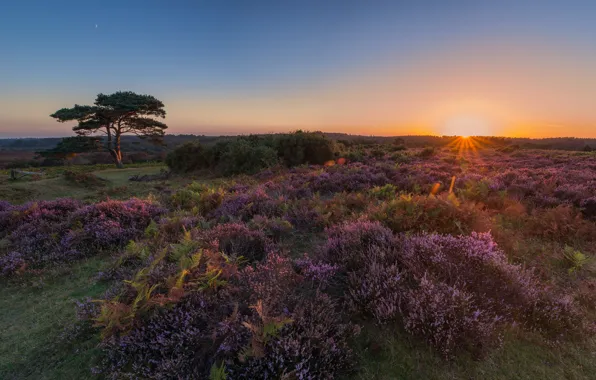 Field, landscape, sunset, nature