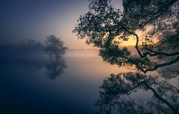 Trees, fog, lake, Park, reflection, dawn, England, London
