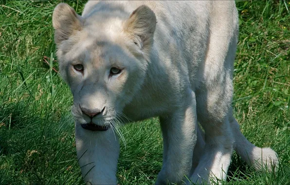 Animals, nature, lion, white)
