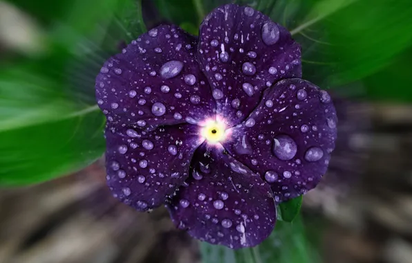 Picture flower, leaves, drops, Rosa, petals