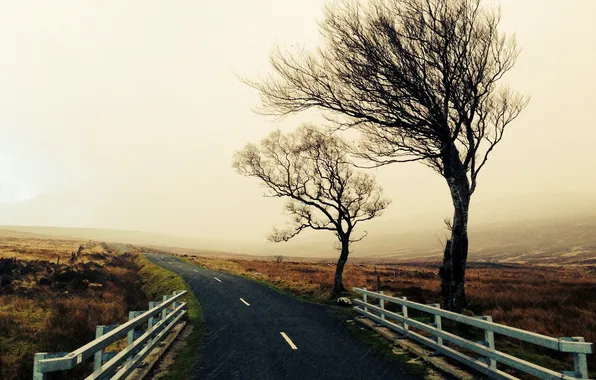 Road, trees, rain