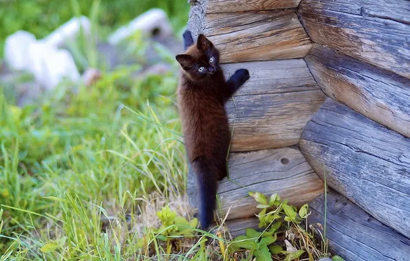 Picture cat, cat, cats, wall, tree, Wallpaper, climbs, nature. background