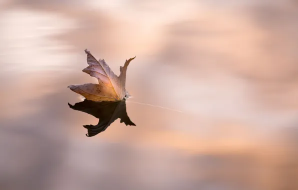 Autumn, leaves, nature