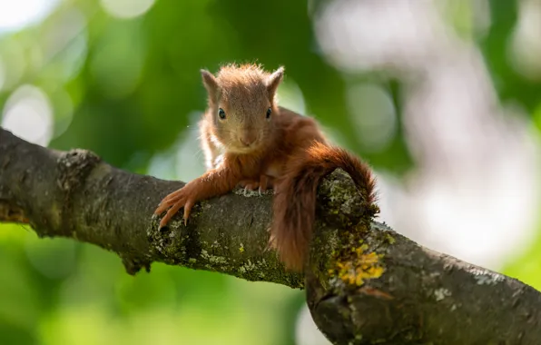 Nature, pose, tree, branch, protein, rodent, squirrel