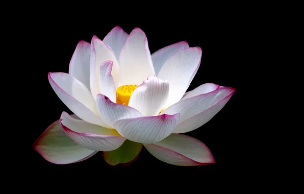 Picture flower, background, petals, Lotus