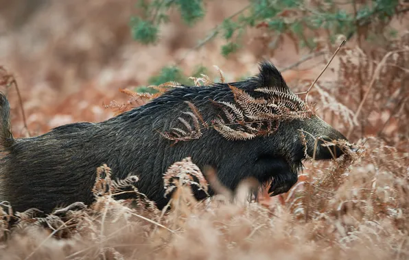 Autumn, forest, thickets, running, boar, fern, rushing