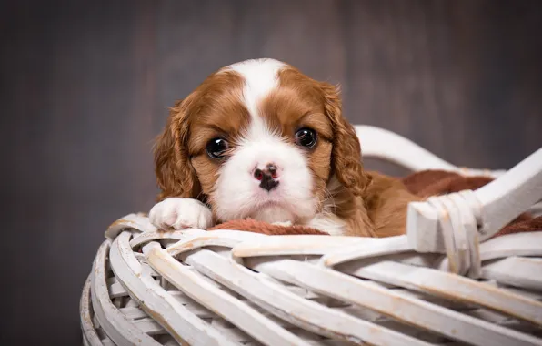 Picture basket, dog, puppy, The cavalier king Charles Spaniel