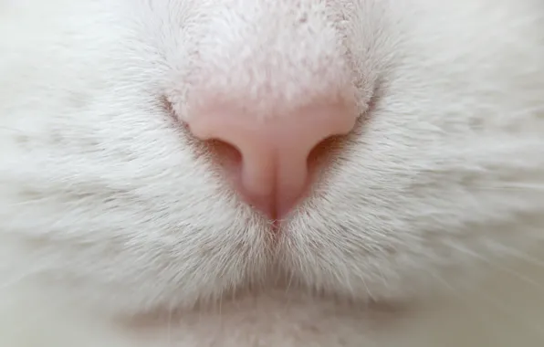 White, cat, mustache, macro, nose, macro