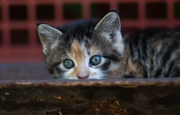 Cat, cat, look, background, Board, small, baby, muzzle