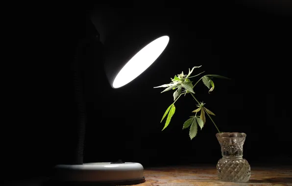 Light, darkness, lamp, rostenie