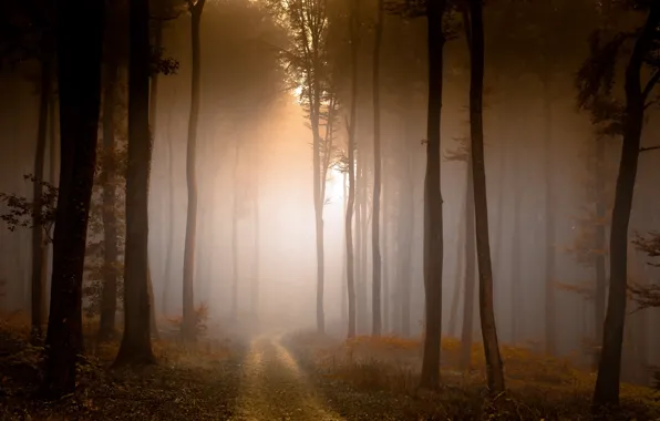 Road, autumn, forest, fog