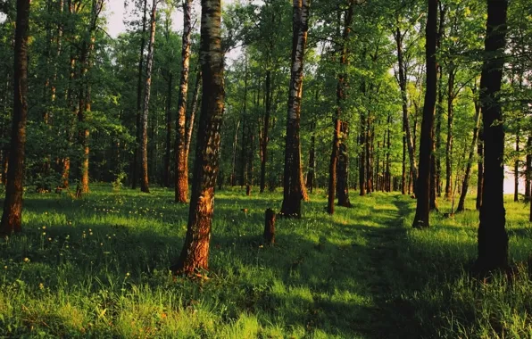 Greens, forest, trees, trail