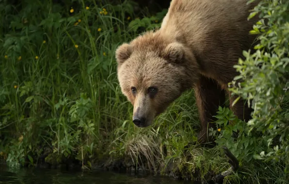 Picture grass, face, shore, portrait, bear, brown