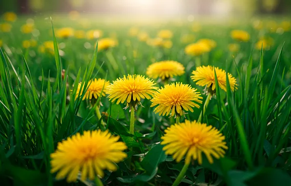 Grass, Wallpaper, meadow, wallpaper, grass, dandelions, dandelions, bokeh