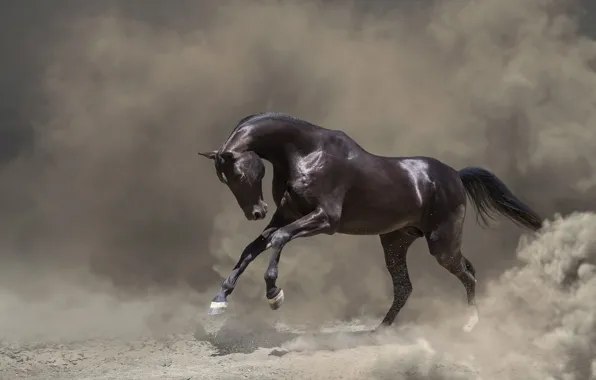 Look, face, nature, pose, fog, background, horse, black
