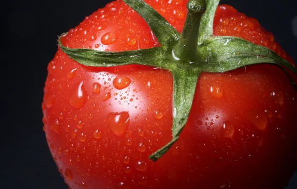Food, tomato, tomato, vegetable