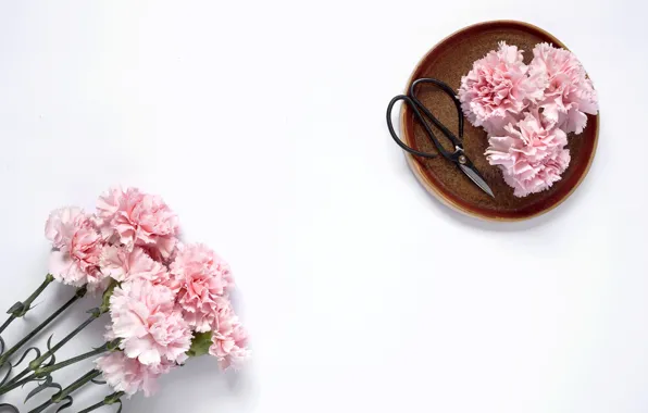Flowers, pink, wood, pink, carnation, flowers