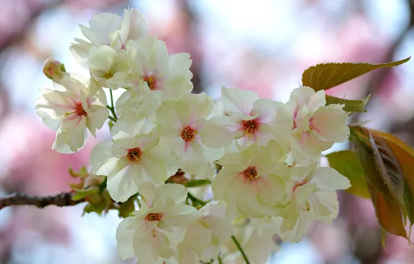 Leaves, flowers, branch, spring, flowering, pink and white