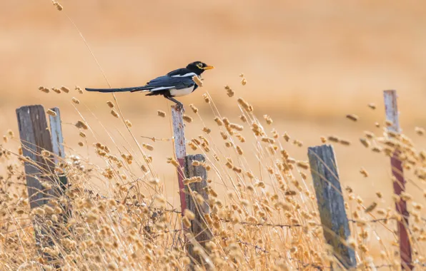 Summer, bird, the fence, Yellow-billed Magpie