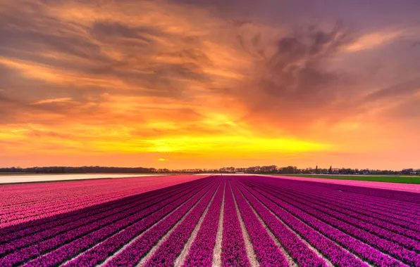 Picture field, purple, the sky, clouds, line, sunset, flowers, yellow