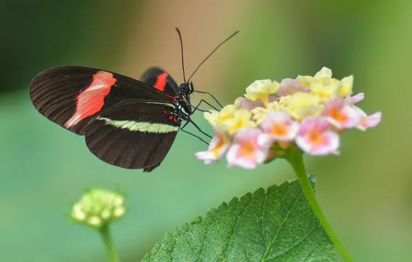Flower, macro, butterfly, wings, beautiful, closeup
