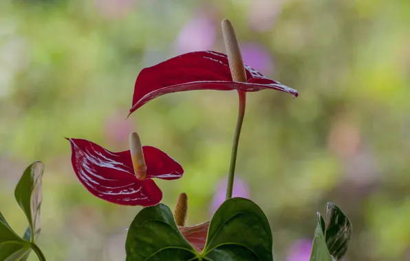 Leaves, flowers, glare, red, Anthurium