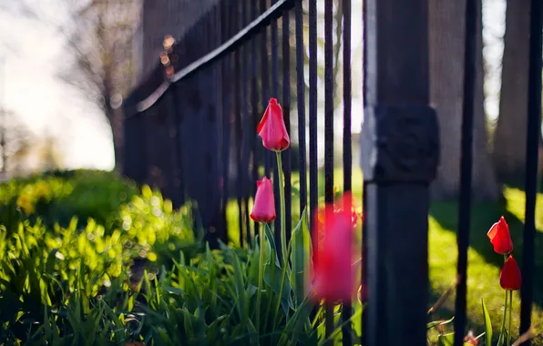 Picture flowers, the city, the fence, tulips