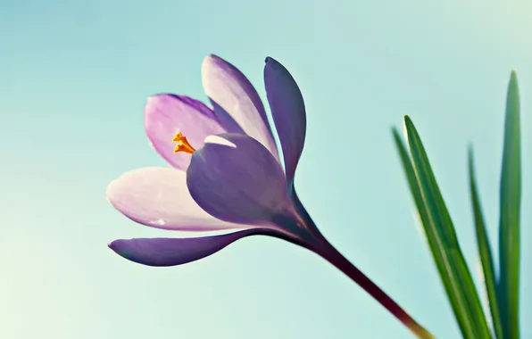 Greens, the sky, Krokus