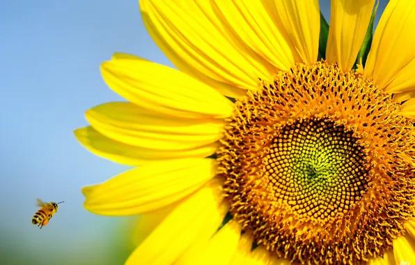 Summer, nature, bee, sunflower, insect, Sunny