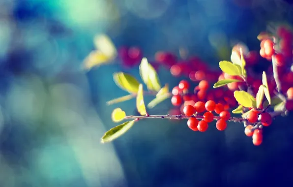 Leaves, color, nature, berries, background, Wallpaper, bright, branch