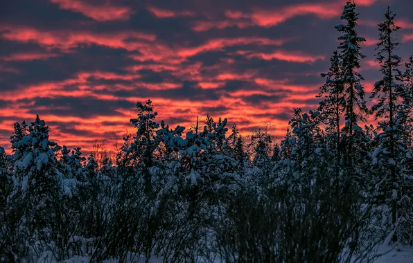 Winter, the sky, snow, trees, sunset