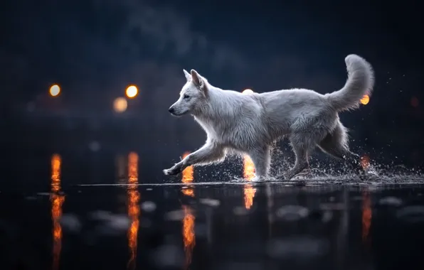 Water, lights, dog, The white Swiss shepherd dog
