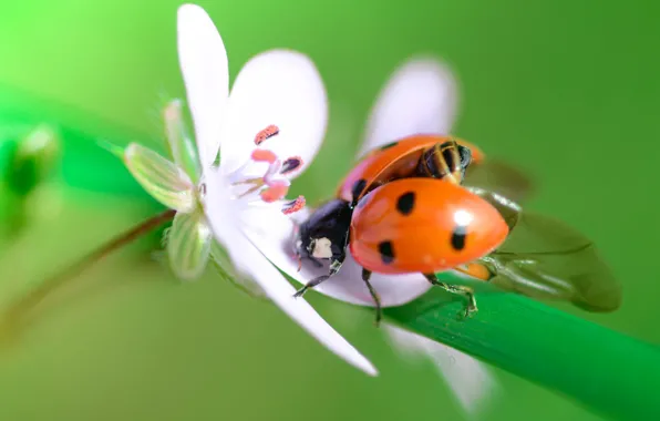 Picture flower, ladybug, beetle, green background