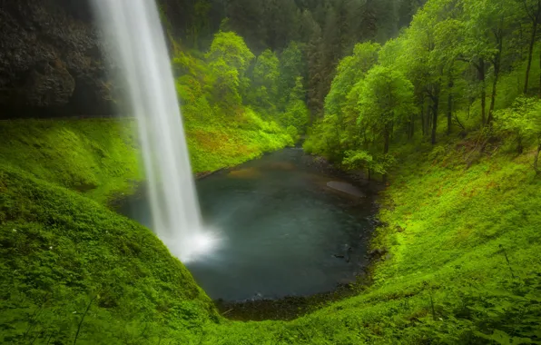 Trees, nature, waterfall, Doug Shearer