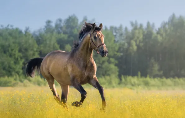 Field, face, flowers, horse, horse, walk, horse