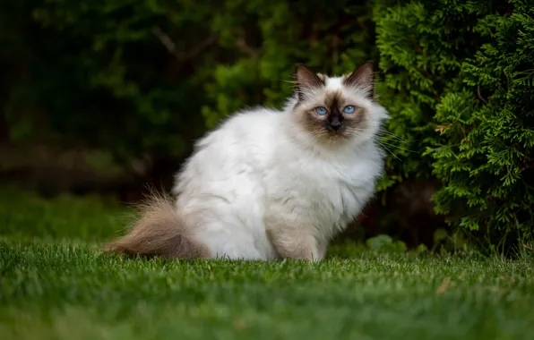 Greens, cat, grass, cat, look, branches, nature, lawn