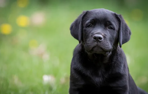 Picture look, portrait, dog, puppy, Labrador Retriever