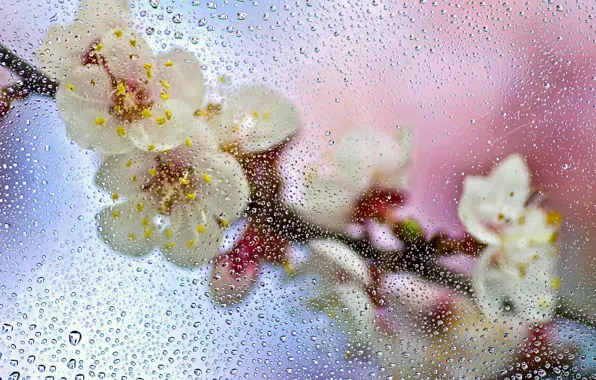 Wet, glass, drops, macro, flowers, branch, spring