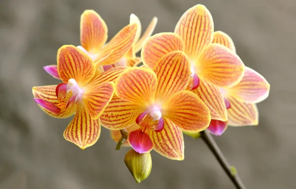 Picture petals, Orchid, inflorescence