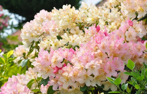 Bush, beauty, rhododendron, Azalea