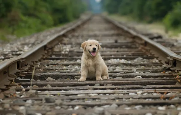 Rails, puppy, puppy, rails, Golden Retriever, golden retriever, Stan Fellerman