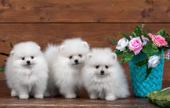 Flowers, roses, puppies, fluffy, white, trio, Spitz